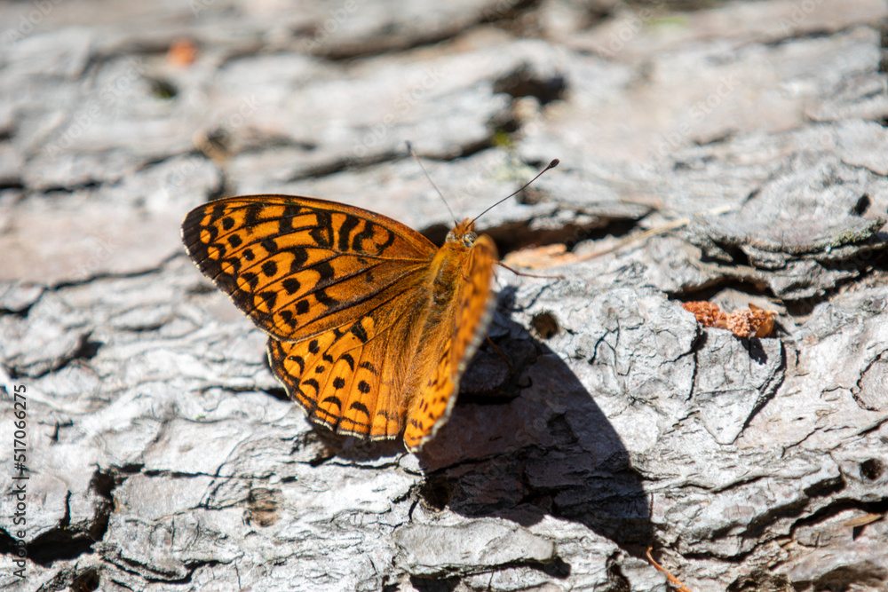 Obraz premium A butterfly (atlantis fritillary) sunning itself in the wild.
