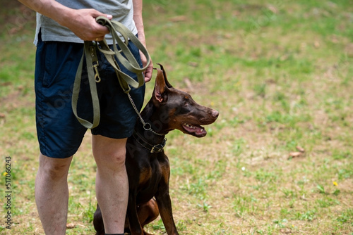Doberman brown color  on a leash  sitting on the ground next to the owner