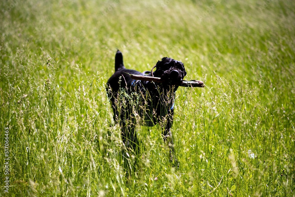 Cane Corso with a stick in his teeth runs through the grass Cane Corso with a stick in his teeth runs through the grass