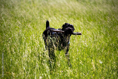 Cane Corso with a stick in his teeth runs through the grass