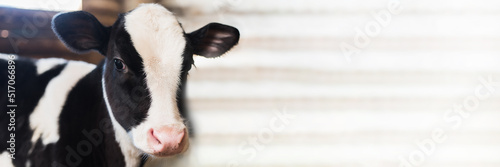 Leinwand Poster calf on the farm