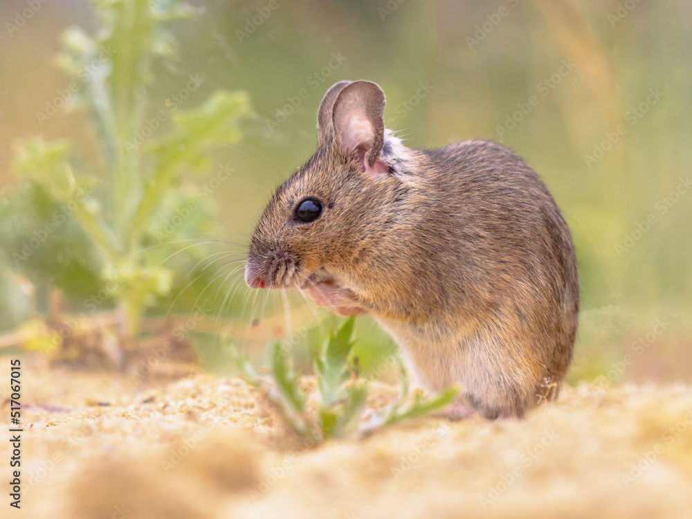 Wood Mouse in Natural Environment with Plants Wood Mouse in Natural Environment with Plants
