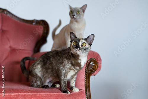 Burma Katzen auf einem Sofa