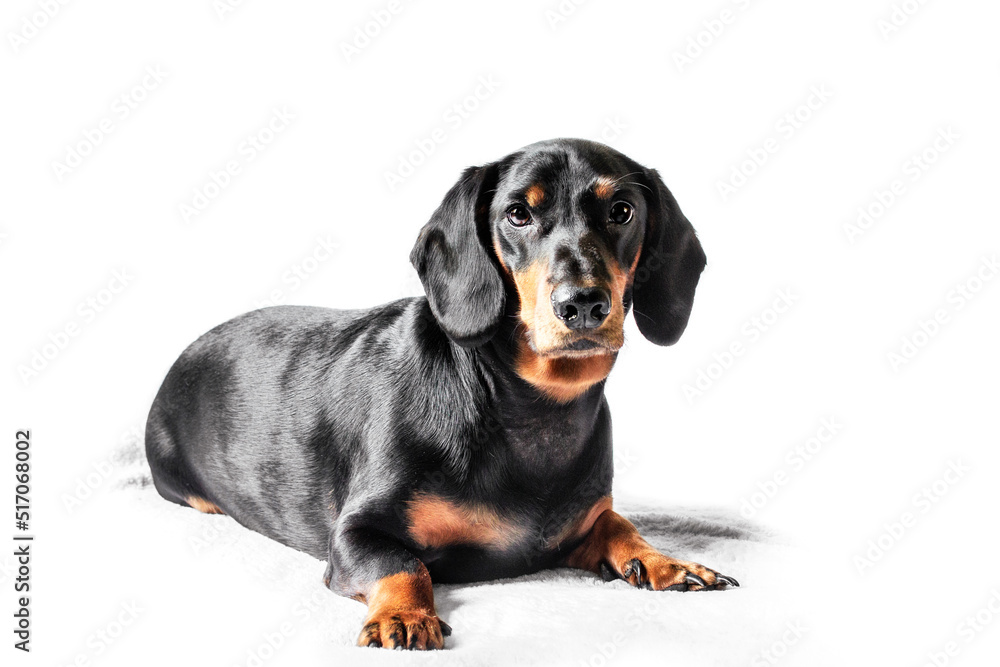 Dachshund dog isolated on white background	
