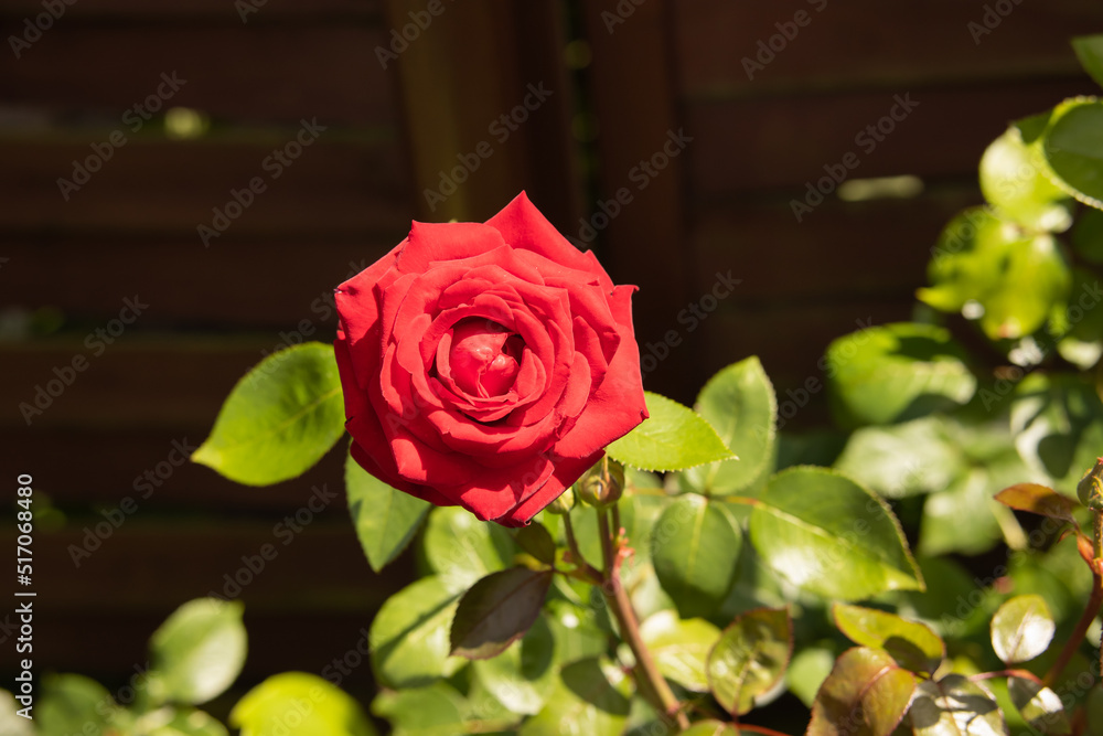 Czerwona róża w rozkwicie. - obrazy, fototapety, plakaty 
