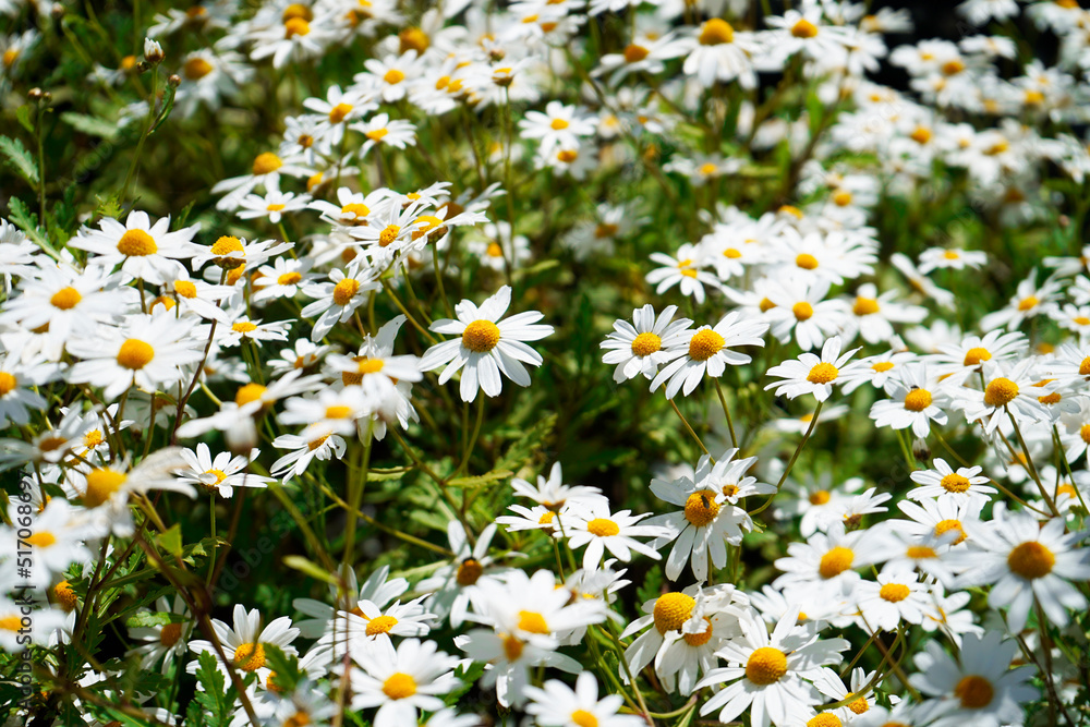 Fototapeta premium Field of Chamomiles
