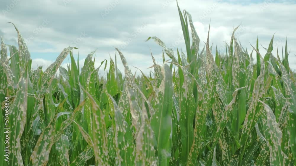 Corn plants wilting and dead after wrong applying herbicide in cornfield. Damage to agribusiness, insured event, reason for indemnification events. Abuse of pesticide use in agriculture Corn plants wilting and dead after wrong applying herbicide in cornfield. Damage to agribusiness, insured event, reason for indemnification events. Abuse of pesticide use in agriculture