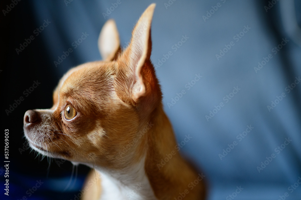 Portrait of a chihuahua dog looking away on blue background 