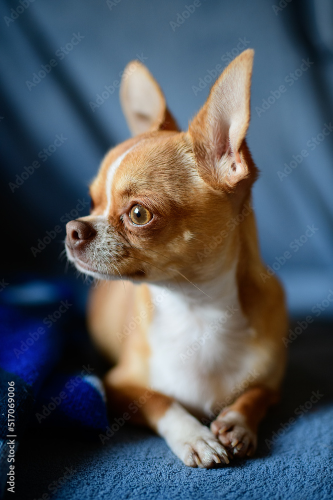 Portrait of chihuahua dog on blue background 