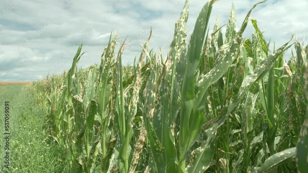 Corn plants wilting and dead after wrong applying herbicide in