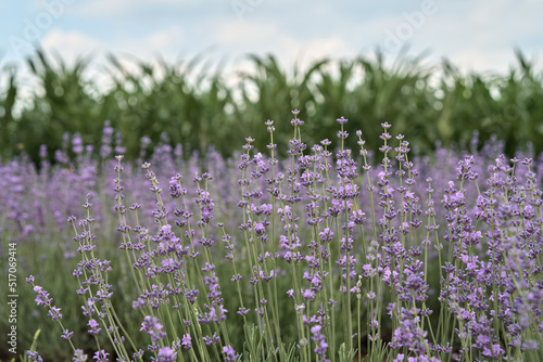 Lavender field. Field of corn. horizontal field.