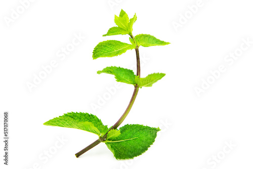 Mint or mentha branch with leaves isolated on white background.