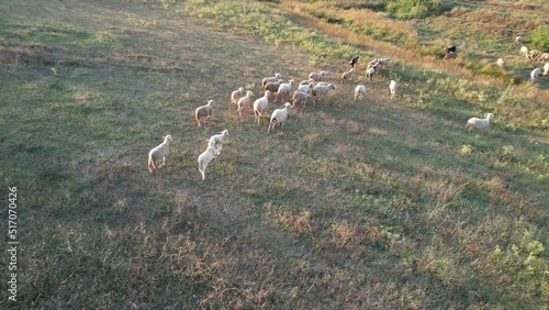 aerial flock of sheep photo