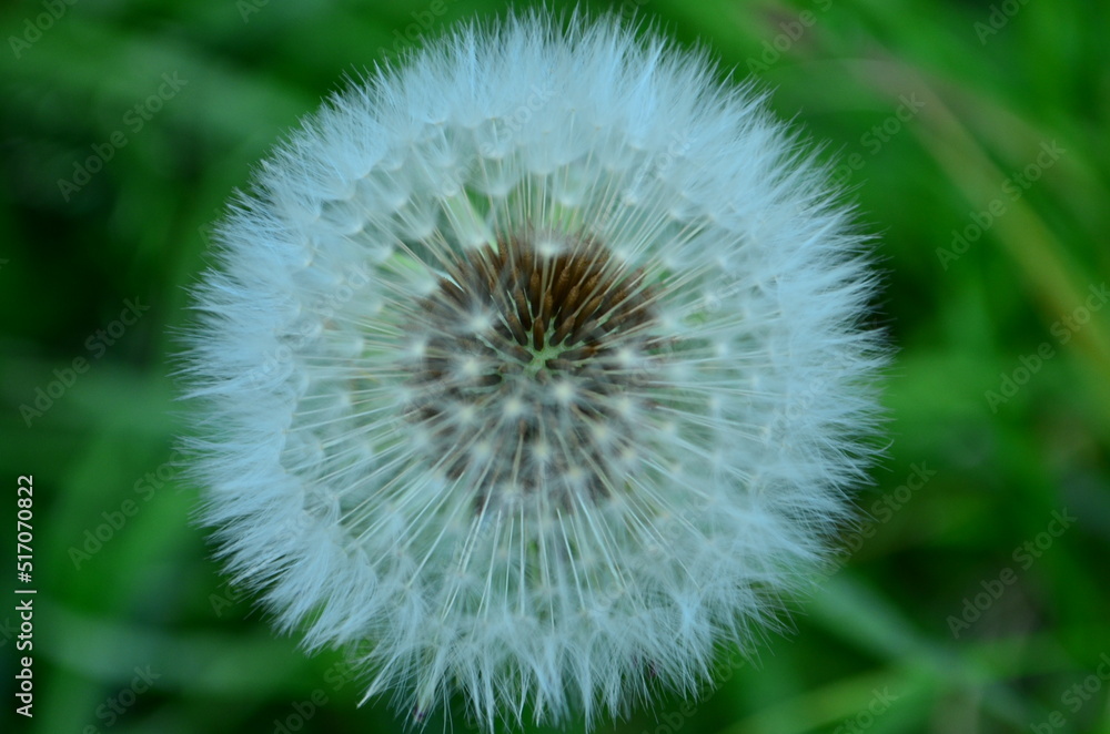 Obraz premium Flora silvestre