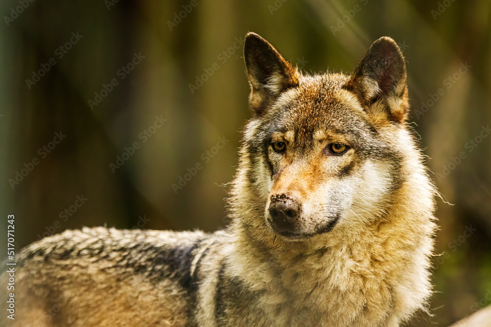 Eurasian wolf (Canis lupus lupus) Portrait, his jaw is deformed Eurasian wolf (Canis lupus lupus) Portrait, his jaw is deformed