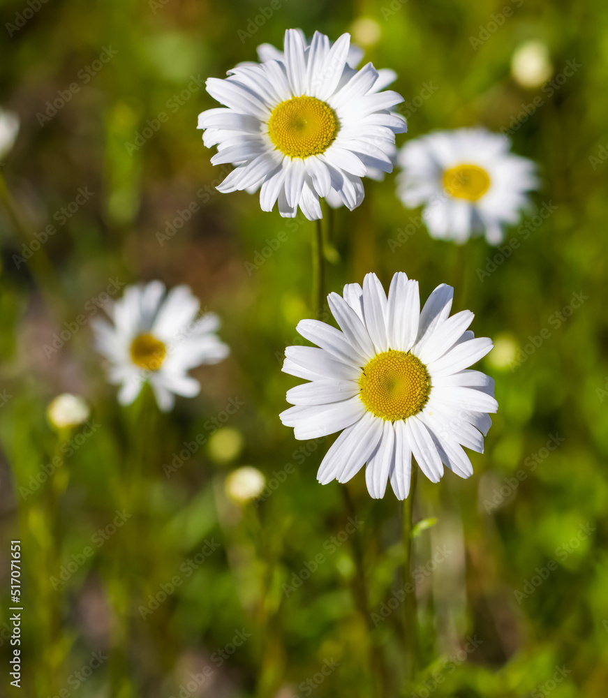 A shallow focus of daisy flowers in a meadow.