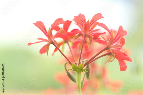 Mały drobny czerwony kwiat na rozmytym tle