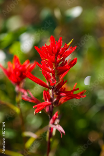 Indian Paintbrush flower in bright sunlight  against a soft blurry background.