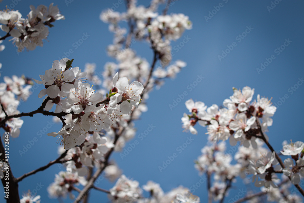 Blooming apricot tree. Beautiful white flowers. Beautiful spring photo of apricot on blue sky background Blooming apricot tree. Beautiful white flowers. Beautiful spring photo of apricot on blue sky background