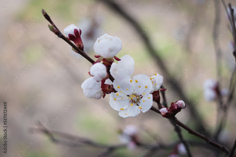Obraz premium Blooming apricot tree. Beautiful white flowers. Beautiful spring photo apricot