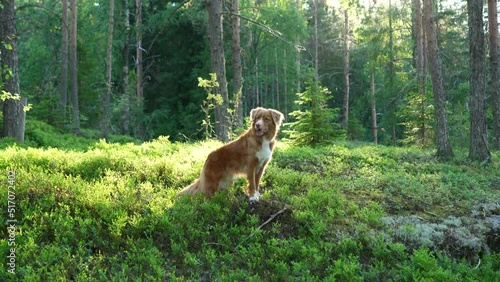 red dog in the summer forest. Nova Scotia duck retriever in nature. funny Beautiful toller  photo