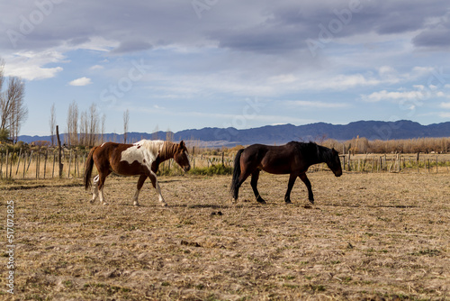 Horses grazing in corral with mountains in the background