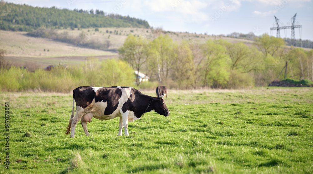 Milk cows grazing on green farm pasture on summer day. Feeding of cattle on farmland grassland Milk cows grazing on green farm pasture on summer day. Feeding of cattle on farmland grassland