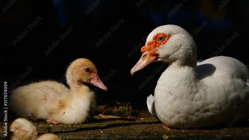White Muscovy duck in the morning sun. Black background. Focus selected White Muscovy duck in the morning sun. Black background. Focus selected