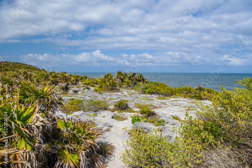 Plants  bushes and cactuses on the stones in Tulum  Riviera Maya  Yucatan  Caribbean Sea  Mexico