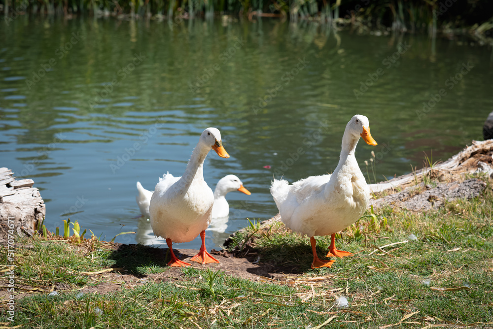 PATOS BLANCOS, PICO NARANJA, SALIENDO DEL AGUA. DIA SOLEADO. FOTOGRAFIA HORIZONTAL. COLOR. PATOS BLANCOS, PICO NARANJA, SALIENDO DEL AGUA. DIA SOLEADO. FOTOGRAFIA HORIZONTAL. COLOR.