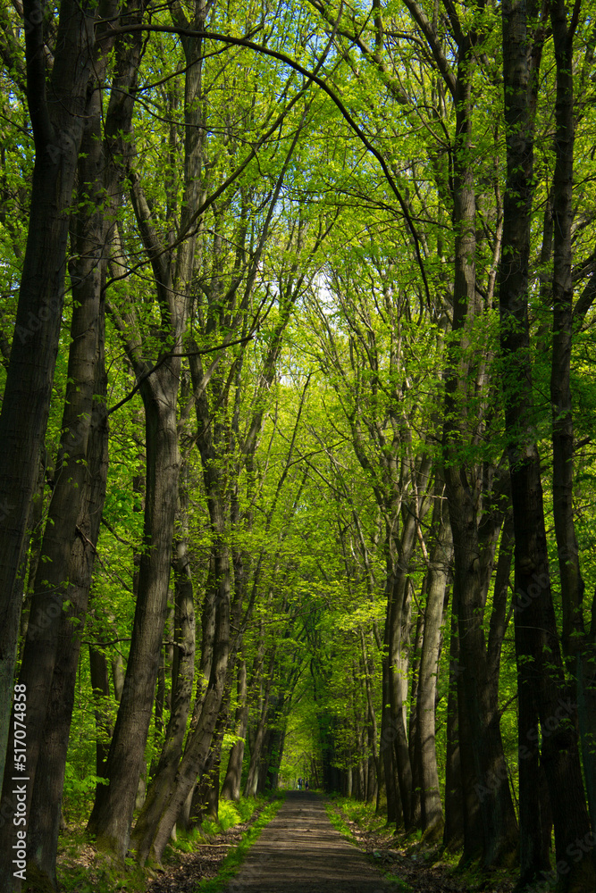 Obraz premium Beautiful road in the forest. Beautiful landscape. Background.