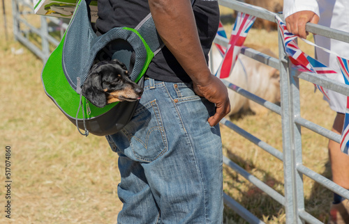 Small black and tan dog riding in a green bag photo