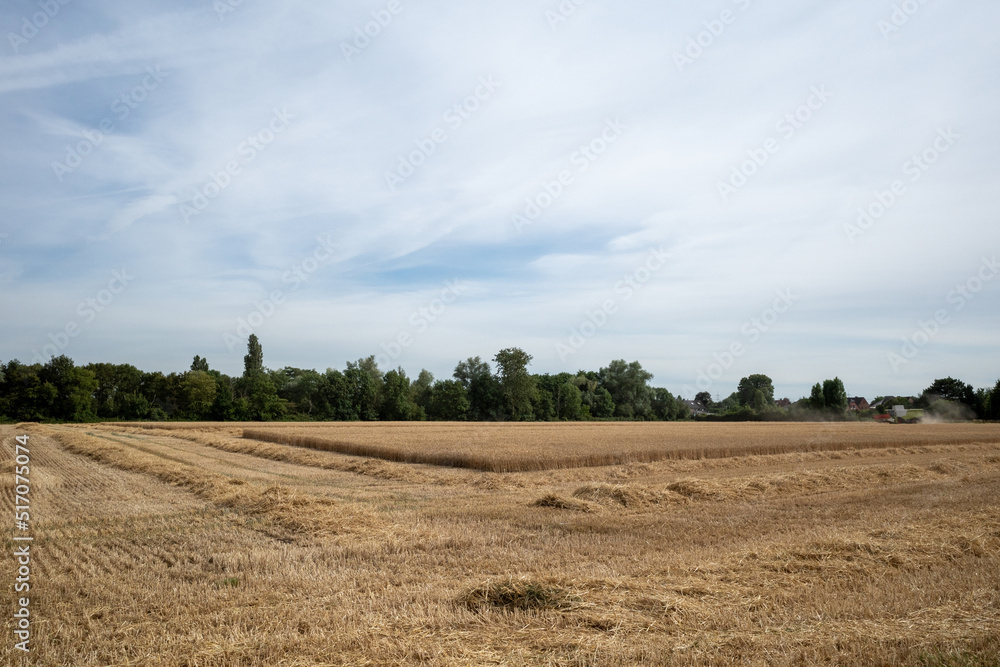 Fototapeta premium Outdoor sunny view of golden oat or wheat field and working combine harvester tractor during harvesting summer season against deep blue sky in Meerbusch, countryside of Düsseldorf, Germany.