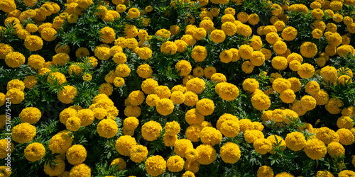 Vibrant yellow marigold flower heads cluster in the garden, top view