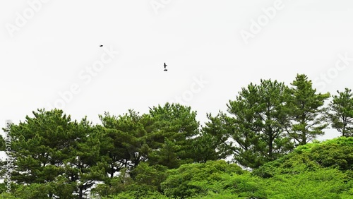 森の上で旋回する沢山のカラス photo