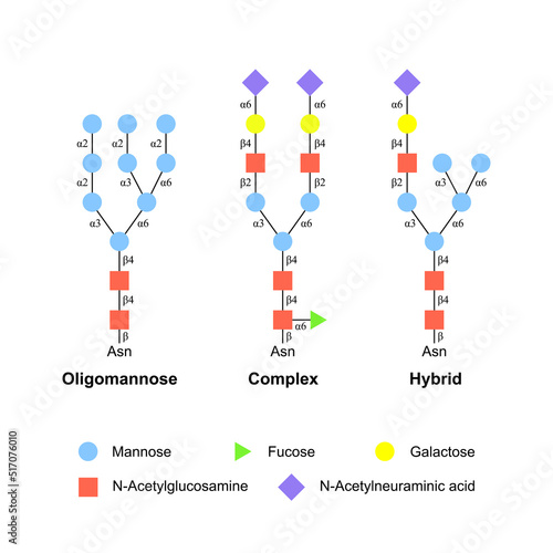 Scientific Designing of N-glycans Types. Oligomannose, Complex and Hybrid. Colorful Symbols. Vector Illustration. photo