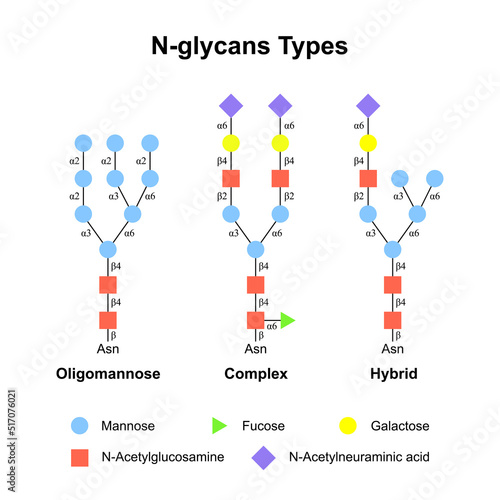 Scientific Designing of N-glycans Types. Oligomannose, Complex and Hybrid. Colorful Symbols. Vector Illustration. photo