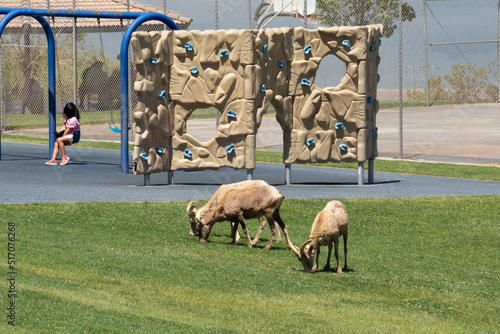 Принти на полотні Little Asian Girl Plays on Swing with Habituated Big Horn Sheep Feeding Nearby i