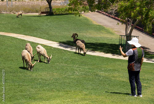 Asian Man Photographs Habituated Bighorn Sheep Feeding in a Park in Nevada, USA