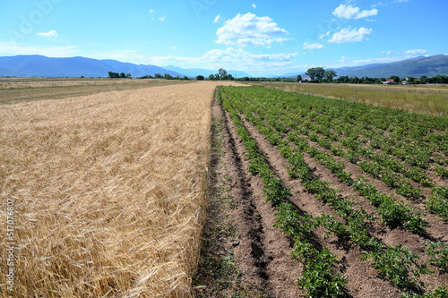 Potatoes and cereals grow in the field in summer. Potato bushes and wheat. Agriculture. 