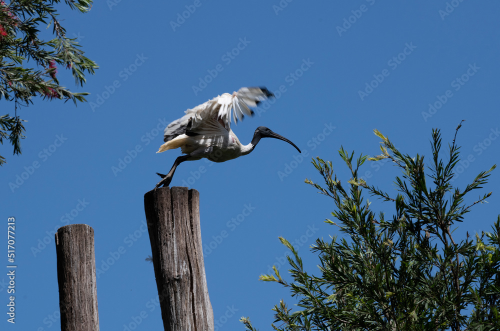 Australian White Ibis (Threskiornis molucca) Australian White Ibis (Threskiornis molucca)