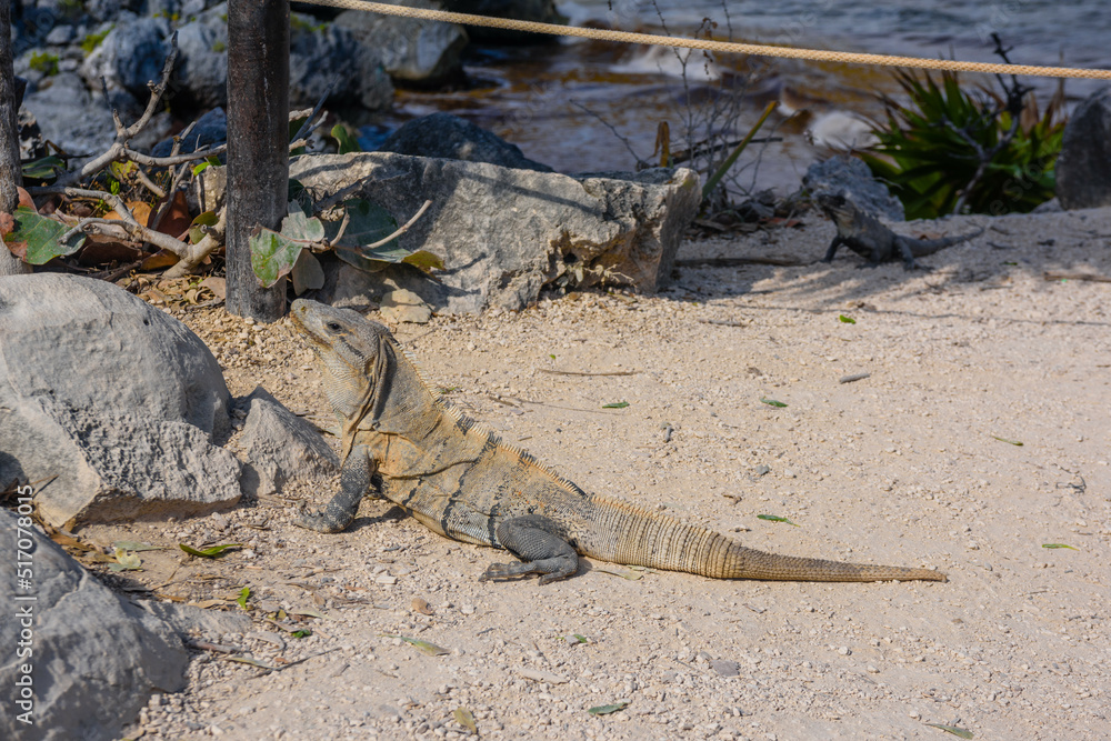 Gray iguana lizard sitting on the ground with leaves, Mayan Ruins in Tulum, Riviera Maya, Yucatan, Caribbean Sea, Mexico Gray iguana lizard sitting on the ground with leaves, Mayan Ruins in Tulum, Riviera Maya, Yucatan, Caribbean Sea, Mexico