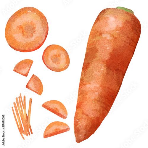 水彩風にんじん　断面図　carrot