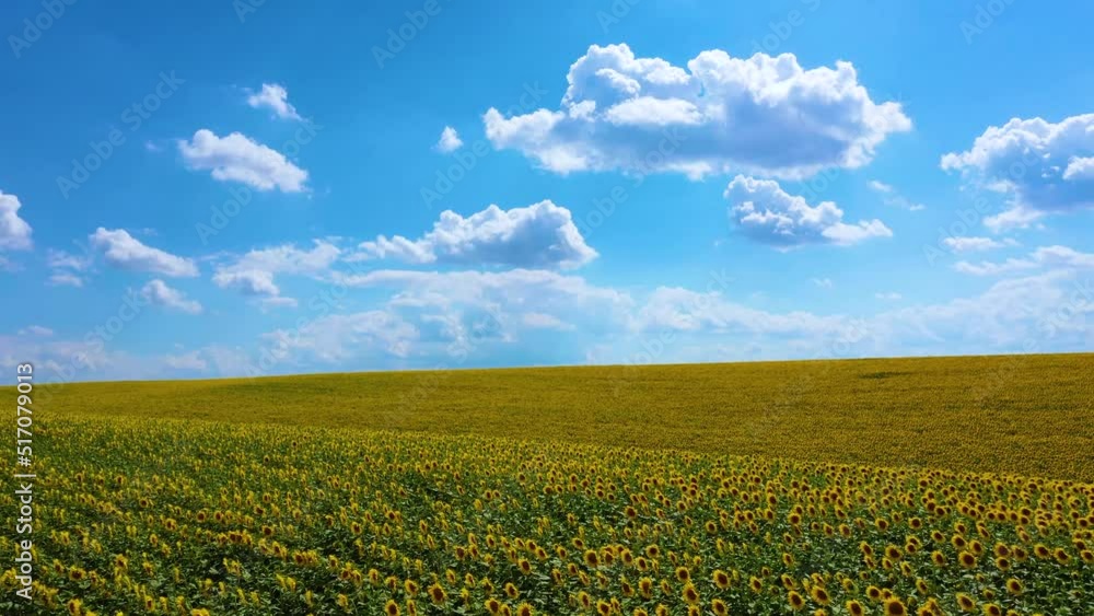 A field with blooming sunflowers at sunset. A wonderful summer landscape. A field with blooming sunflowers at sunset. A wonderful summer landscape.