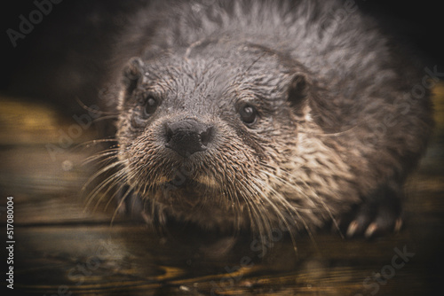 Portrait of an otter