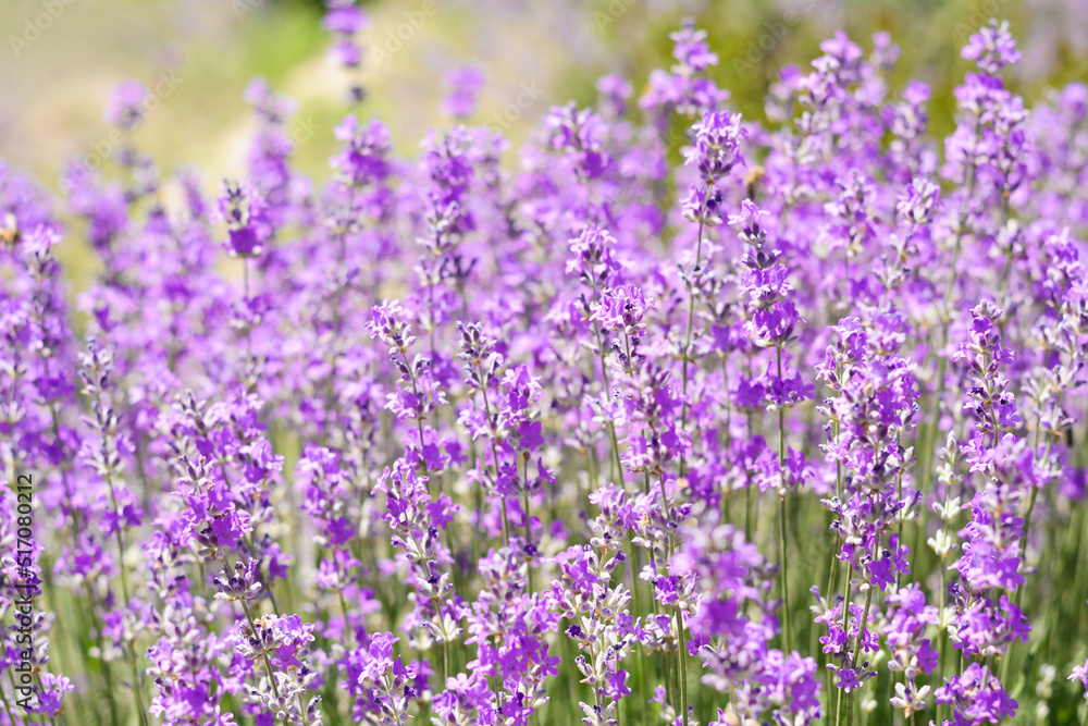 Beautiful lavender flowers growing in field, closeup Beautiful lavender flowers growing in field, closeup