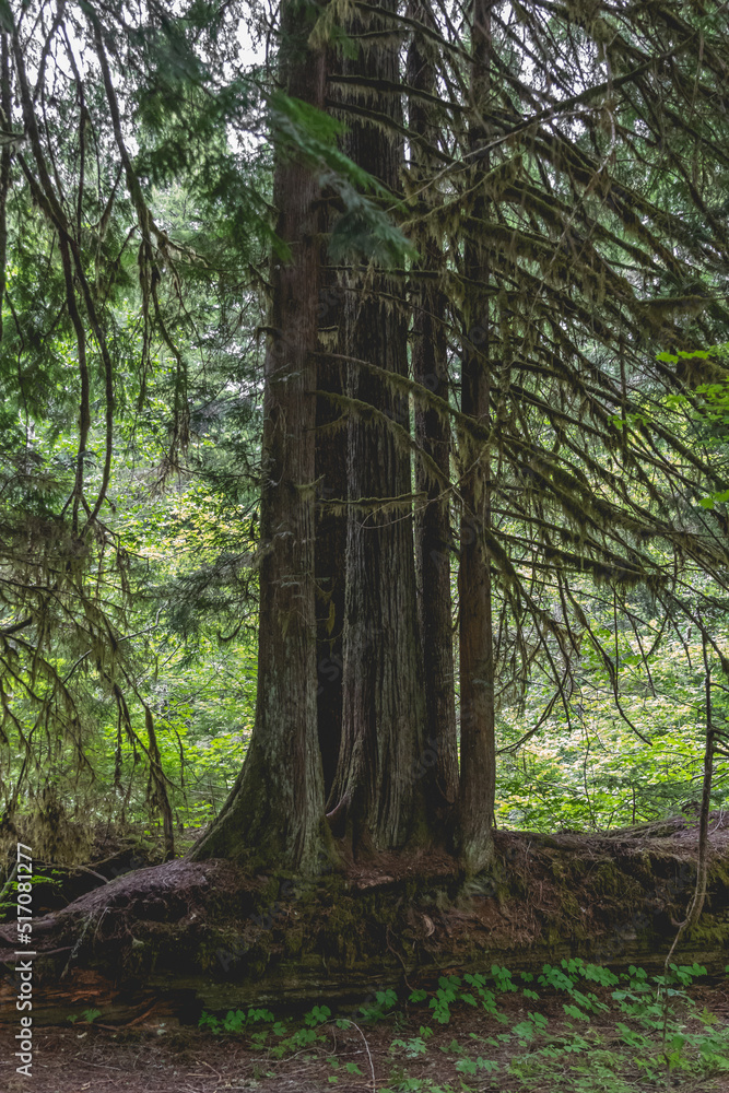 Fototapeta premium Beautiful Old Growth Forest of Washington’s Olympic Peninsula Beautiful Daisugi Forest Ecosystem of the Old Growth Forest of Washington’s Olympic Peninsula 