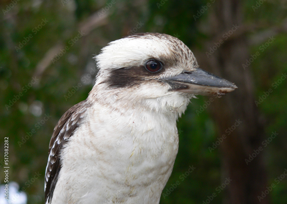 Portrait of a laughing kookaburra bird Portrait of a laughing kookaburra bird