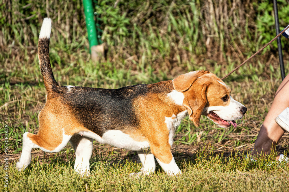 A beautiful beagle running on the grass in summer.