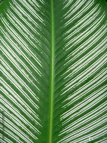 Close up of a green leaf on a plant